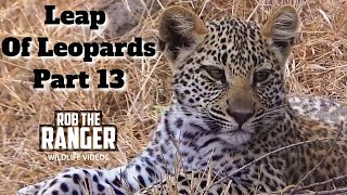 Leap Of Leopards Mother And Cubs 13 Playing And Grooming [upl. by Julina]