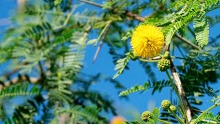 Acacia farnesiana  Sweet Acacia container grown trees at TreeWorld Wholesale [upl. by Scevor503]