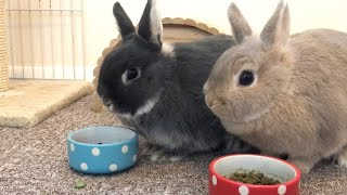 Morning Feeding Time  Netherland Dwarf Rabbits  Full Grown Size [upl. by Arikal]