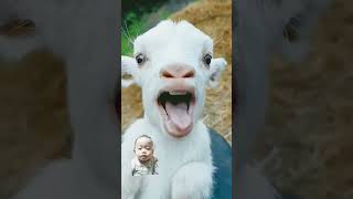 haaaaaa goat babygoats funny goatgoat cute animals sheep goatsworld littlegoat shorts [upl. by Emixam702]