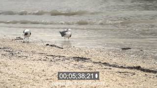 Hurricane Isaac Gulfport Mississippi August 29 2012 [upl. by Ani500]