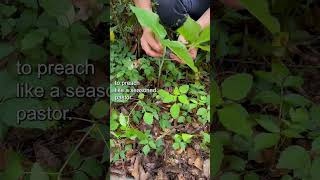 Difference between a JackinthePulpit and a Green Dragon [upl. by Shayne]