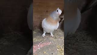 Beautiful Lucerne Pigeon [upl. by Akeenat]