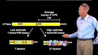 Functions of RNABinding Proteins  Roy Parker BoulderHHMI [upl. by Intihw]