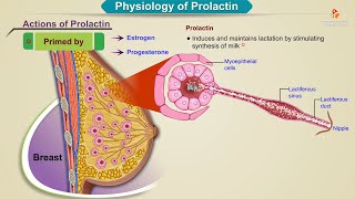 Physiology of prolactin Animation  Endocrine Physiology USMLE Step 1 [upl. by Harwill339]