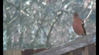 Chaffinch takes his time [upl. by Edgerton]