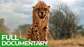 Maasai Mara  The Big Hunt  Free Documentary Nature [upl. by Grati]