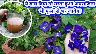 इस चीज़ के इस्तेमाल से अपराजिता का पौधा फूलों से भर जायेगा  Blue Pea care amp fertilizer [upl. by Godfree]