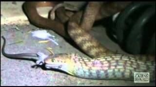 Night Tiger Snake swallows native mouse [upl. by Reggis]