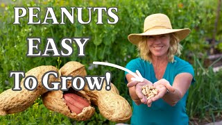 Planting amp Growing Peanuts  Easy How To [upl. by Kirima]