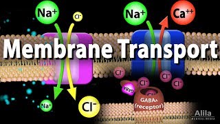 Membrane Transport Animation [upl. by Afnin]