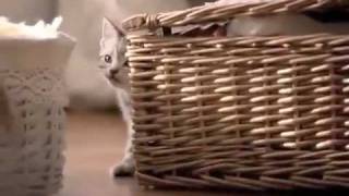 Comercial Whiskas quotNiño Finalquot 2009 [upl. by Bianchi]