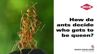 How do ants decide who gets to be queen [upl. by Notslah]