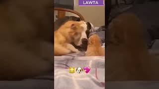 Meet My Baby Cat Introduces Kitten to Dog Friend 🐱🐶💖 [upl. by Ailsun]