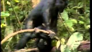 Bonobos  Doc on sexuality  1996 [upl. by Ysteb608]