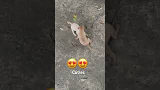 Cute puppies fight😍😍dogdoglover cute [upl. by Dorelle]