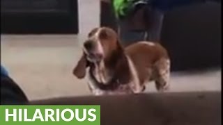 Basset Hound howls in protest after being ignored [upl. by Naesyar]