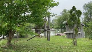 Playful Lemurs on the Platform  African Lion Safari Madagascar Experience [upl. by Medina]