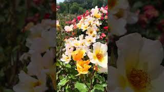 Roses Blooming at Heirloom roses flowers gardening [upl. by Ahsiem]