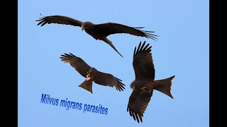 Yellowbilled Kites  Icons of the African sky [upl. by Alyworth]