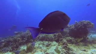 Buceo en Yucab Cozumel Q Roo [upl. by Namolos]