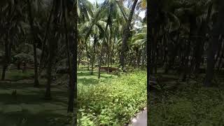 Povoma Oorgolamtamilsong villagelife nature agriculture tamil song farming [upl. by Salina]