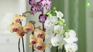 PflegeTipps für schöne Orchideen [upl. by Yrek]