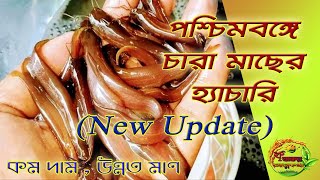 Fish Seed Hatchery in West Bengal  new update [upl. by Egerton]