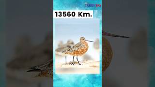 13560 Km without stop amp rest  Bar tailed Godwit makes world record BartailedGodwit shorts [upl. by Ardnekan]