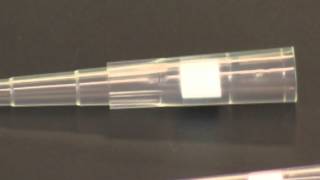 Using a Micropipet [upl. by Leone]