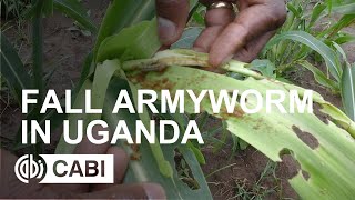 Fall armyworm in Uganda [upl. by Oguh582]