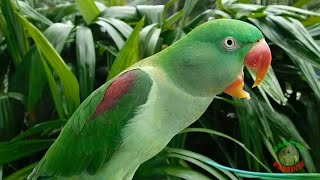 Alexandrine Parrot Natural Voice [upl. by Dlorrej]