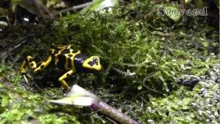 Leucomelas Poison Dart Frogs eating in SLOW MOTION in HD [upl. by Dena879]