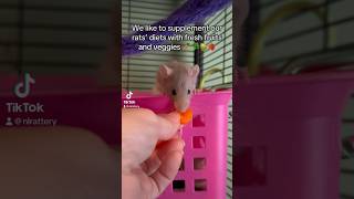 Food enrichment is great for rats fancyrats cuteanimals petrats animals babyanimals babyrats [upl. by Mozart770]