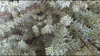 Basic Pruning tip 6  Westringia fruticosa Smokey  Variegated coastal rosemary [upl. by Togram]