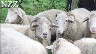 Das Schaf Wolle Fleisch und Landschaftspflege  Dokumentation von NZZ Format 2007 [upl. by Julina]