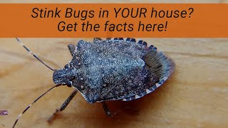 Stink Bugs in Your House How and why they are there what they are doing and what you can do [upl. by Cathlene]