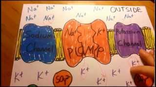 RestingAction Potential in Plain English [upl. by Theresina51]