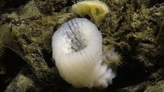 Northeast Pacific Seamounts Dellwood Seamount  Nautilus Live [upl. by Asereht673]