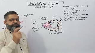 Jacobsons Organ English medium profmasoodfuzail Olfactory organ of reptiles  Vomeronasal organ [upl. by Torey]