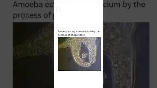 amoeba eating its by endocytosis [upl. by Stew]