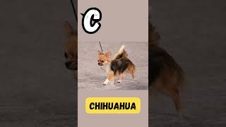 Canine Companions ABCs  C for Corgi  Dog Names Series for Kids  abcd kids learning shorts [upl. by Mingche185]