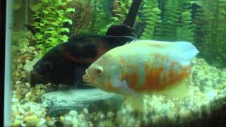 Oscar fish breeding egg laying amp fertilizing [upl. by Ayetal]