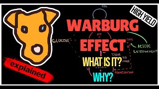 Warburg effect Energy Production In Cancer Cell How Does it Benefit Cancer Cells [upl. by Esinaj604]