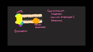 Gq mechanism Gprotein coupled receptors [upl. by Yereffej]