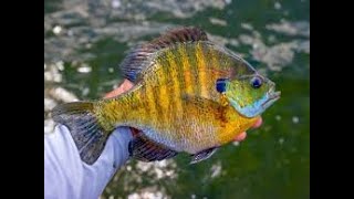 Puddingstone Reservoir Blue Gills Fishing 🎣 [upl. by Larina]