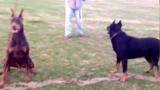 Beauceron and Doberman Playing [upl. by Notxap]