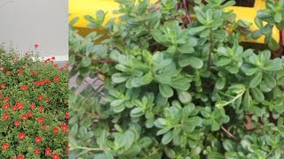 Purslane plant How to grow and care gardening beautiful plantpurslane plant 👍👍👍👍 [upl. by Gide]