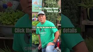 Starting amp Planting Sweet Potato Slips  Container Vegetable Gardening [upl. by Eniretak]