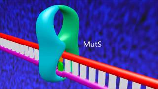 A 3D animation of mismatch repair in E coli [upl. by Vere]